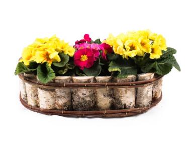 Zdjęcie: Balkonówka z brzozy z folią 45x26x12 cm owalna TIN TOURS