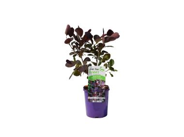 Zdjęcie: Perukowiec podolski Royal Purple C2 CLEMATIS