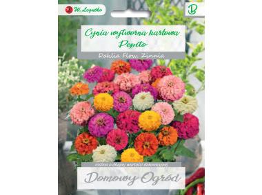 Zdjęcie: Cynia wytworna karłowa Pepito mieszanka W. LEGUTKO