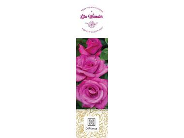 Zdjęcie: Róża wielkokwiatowa Lila Wunder DIPLANTS