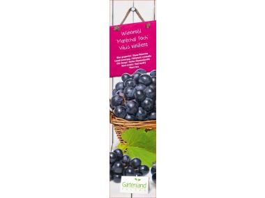 Zdjęcie: Winorośl Marechal Foch Blue GARTENLAND