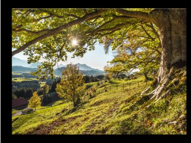 Zdjęcie: Obraz Glasspik Nature  80x120 cm St545 Green STYLER