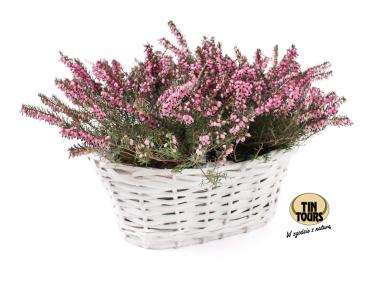Zdjęcie: Osłonka wiklinowa z folią 27x16x12 cm biała TIN TOURS