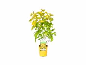 Pęcherznica kalinolistna C2 CLEMATIS