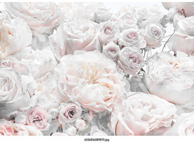 Fototapeta  Spring Roses VENA