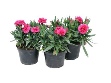 Zdjęcie: Goździk Dianthus mix kolorów 4FLOWER