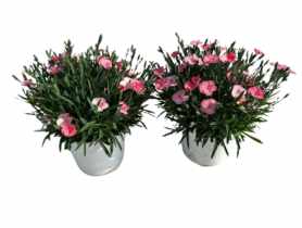 Goździk rabatowy Peach Party 14 cm KAMA
