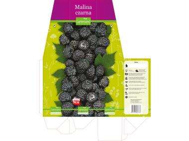 Zdjęcie: Malina czarna GARTENLAND
