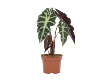 Zdjęcie: Kwiat doniczkowy Alocasia 17 cm KAMA
