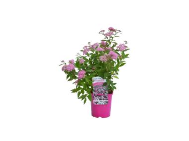 Zdjęcie: Tawuła japońska Genpei C2 CLEMATIS