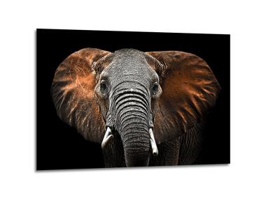 Zdjęcie: Obraz Glasspik Ani Mals3 70x100 cm Sg Gl249 Red Elephant STYLER