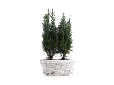 Zdjęcie: Osłonka wiklinowa z folią 22x13x10 cm biała TIN TOURS