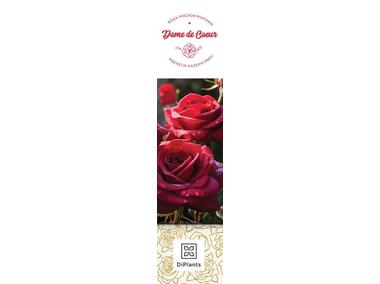 Zdjęcie: Róża wielkokwiatowa Dame de Coeur DIPLANTS