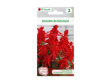 Zdjęcie: Szałwia błyszcząca czerwona nasiona tradycyjne 0.4 g W. LEGUTKO