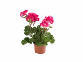 Pelargonia rabatowa 10,5 cm CYGANEK