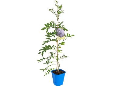 Zdjęcie: Glicynia C2 CLEMATIS