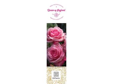 Zdjęcie: Róża wielkokwiatowa Queen of England DIPLANTS