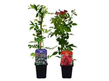 Zdjęcie: Róża pnąca mix P9 CLEMATIS
