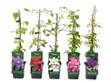 Zdjęcie: Powojnik wielkokwiatowy P9 CLEMATIS