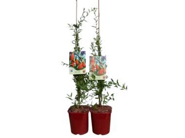 Zdjęcie: Jagoda Goji C2 CLEMATIS