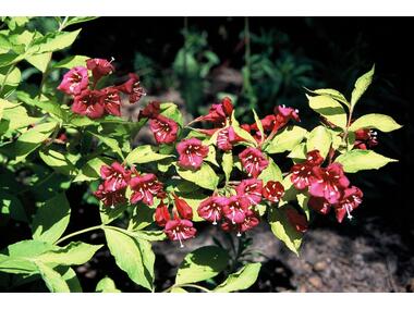 Zdjęcie: Weigela florida Variegata ŁAZUCCY