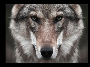 Zdjęcie: Obraz Glasspik 70x100 cm Ex632 Wolf 2 STYLER