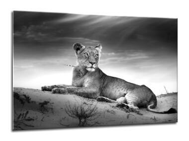 Zdjęcie: Obraz Glasspik animals 70x100 cm lione STYLER