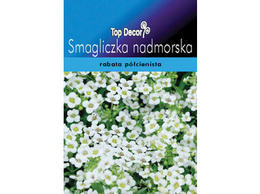 Zdjęcie: Smagliczka nadmorska TOP DECOR