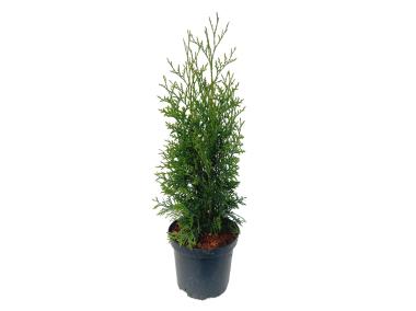 Zdjęcie: Żywtonik zachodni Thuja King of Brabant ŁAZUCCY