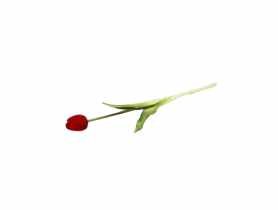 Tulipan pojedynczy guma 39 cm CV13552-7 TOP GIFTS