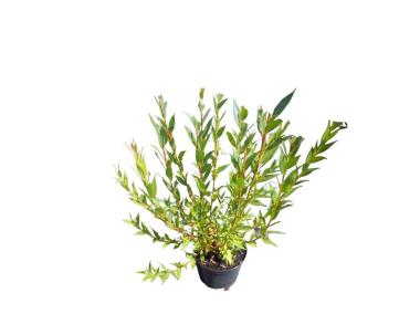 Zdjęcie: Wierzba Flame salix ŁAZUCCY
