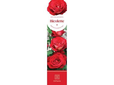 Zdjęcie: Róża dwukolorowa Bicolette DIPLANTS