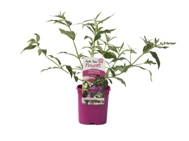 Zdjęcie: Budleja C2 CLEMATIS