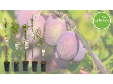 Zdjęcie: Śliwa kolumnowa WE C6 GARTENLAND
