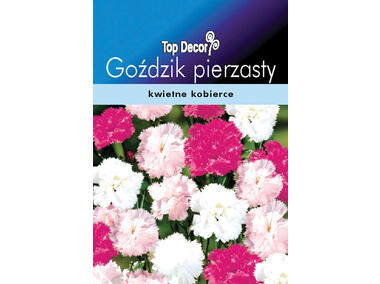 Zdjęcie: Goździk pierzasty TOP DECOR