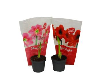 Zdjęcie: Amarylis 1-pędowy mix kolorów 4FLOWER