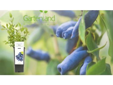 Zdjęcie: Jagoda kamczacka mix GARTENLAND