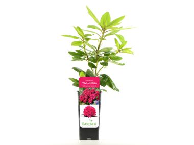 Zdjęcie: Rododendron GATTENLAND