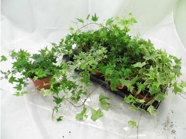 Zdjęcie: Hedera  - Bluszcz KAMA MAŚLANKIEWICZ