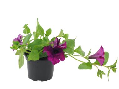 Zdjęcie: Surfinia mix kolorów 4FLOWER