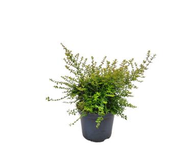 Zdjęcie: Suchodrzew mirtolistny Aurea Lonicera nitida ŁAZUCCY