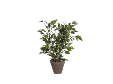Zdjęcie: Ficus Natasaja w szarej doniczce DIRECT HG