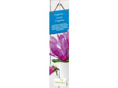 Zdjęcie: Magnolia GARTENLAND
