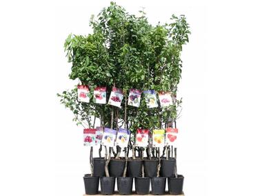 Zdjęcie: Pigwa 120-170 cm - 5 L GARTENLAND