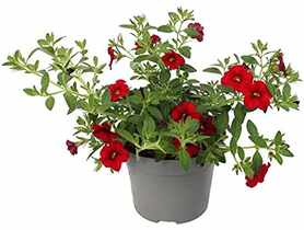 Surfinia rabatowa Calibrachoa Million Bells różowa 10 cm KAMA