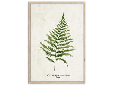 Zdjęcie: Plakat Framepic 50x70 cm Fp036 Fern STYLER
