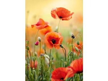 Zdjęcie: Obraz Glasspik 50x70 cm Red Poppy STYLER