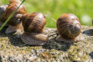 więcej
