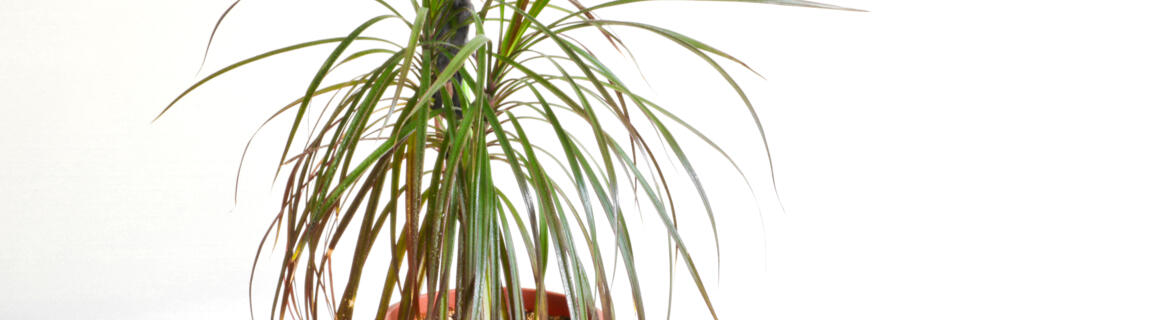 Dracena – choroby i szkodniki. Kiedy dracena gubi liście?