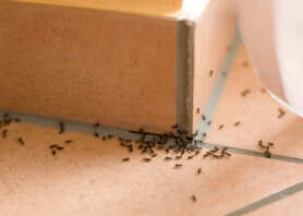 Mrówki w domu – jak się ich pozbyć: sposoby domowe i nie tylko